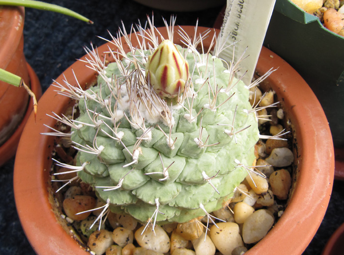 Strombocactus disciformis